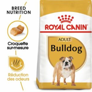 BULLDOG ANGLAIS ADULT