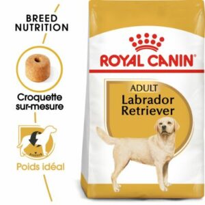 LABRADOR ADULTE