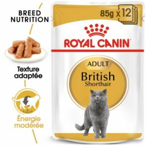 BRITISH SHORTHAIR EN SAUCE