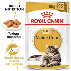 MAIN COON EN SAUCE